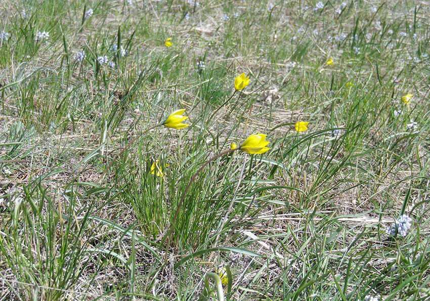  бузький (Tulipa hypanica)